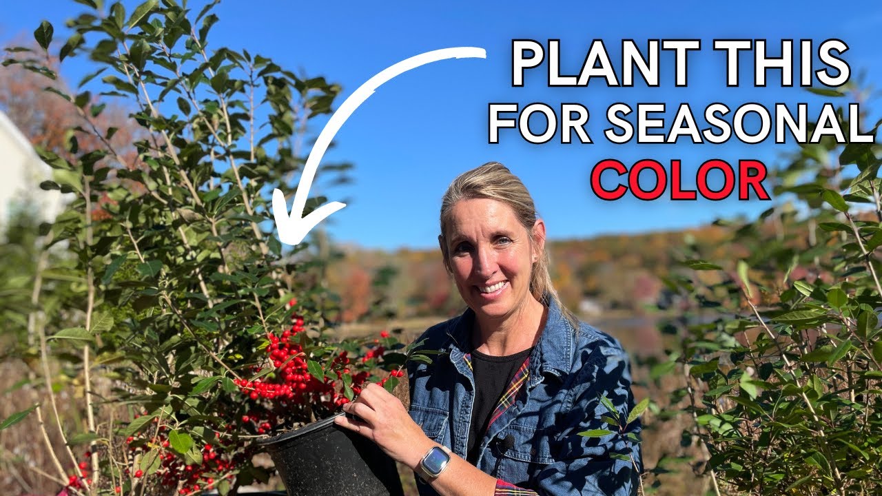 Adding Seasonal Color to a Winter Garden | Tips for planting winterberry