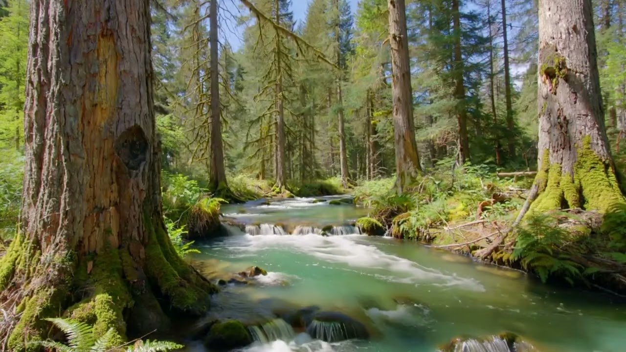Forest Stream with Gentle Water & Birdsong | Relaxing White Noise | 10 Hour | Sleep | Daytime Nap