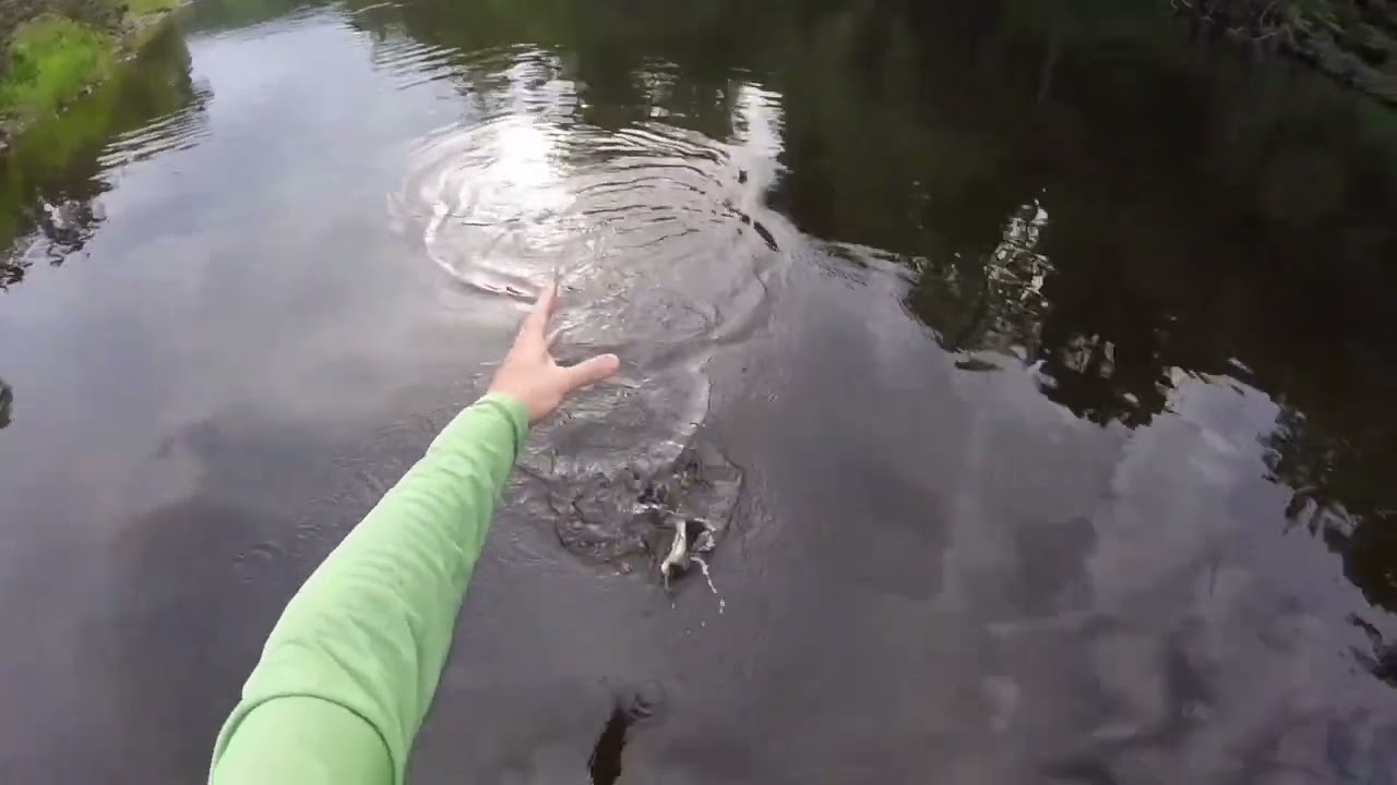 Fabulous Wild Welsh Brown Trout on Olive Parachute Dry Flies - Afon Dee 7-6-22