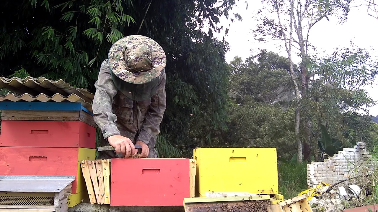 Divisão de enxame, Método X🐝(Parte 1)Abelhas africanizadas