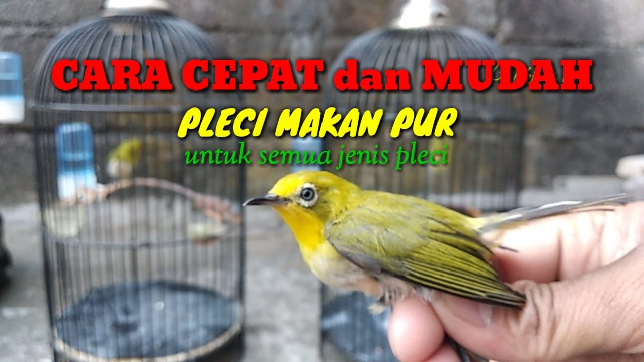 CARA CEPAT PLECI MONTY CEPAT MAKAN PUR dan CEPAT GACOR// pleci dakun