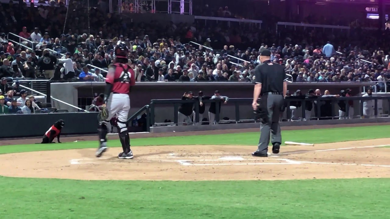 Umpire Learns Not to Interrupt Bat Dog || ViralHog
