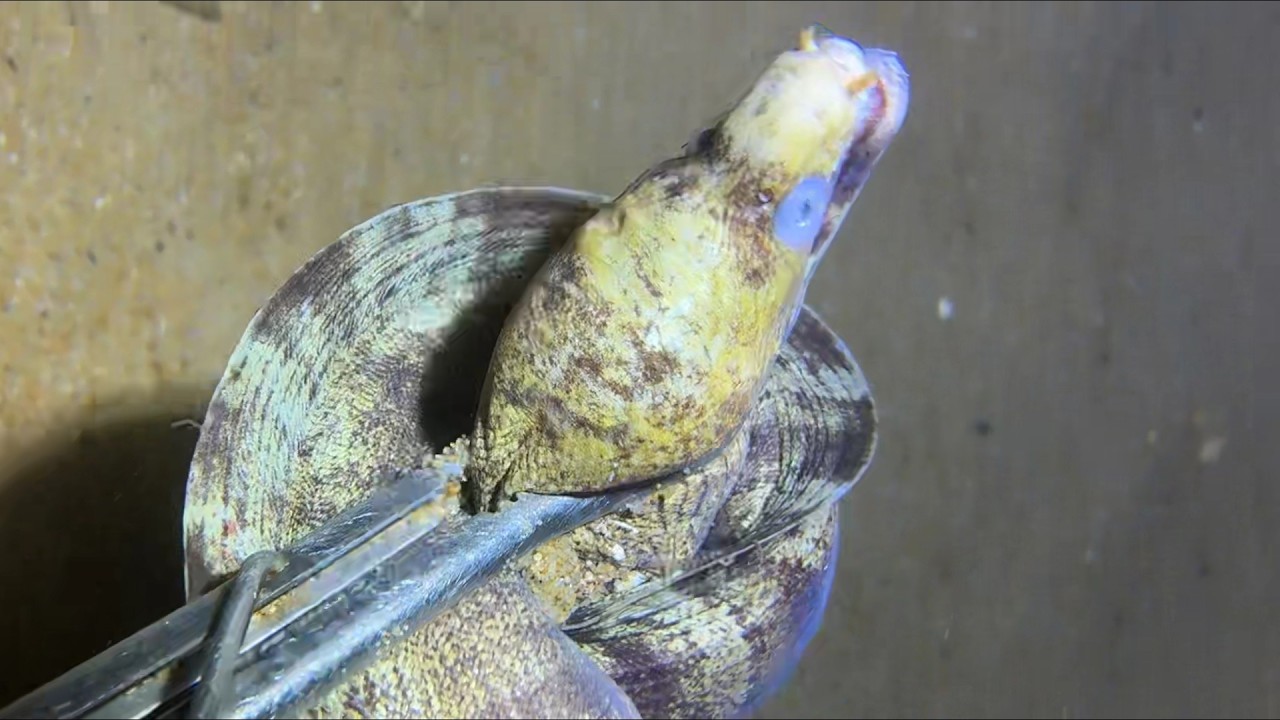 Diving under the sea to catch eels, crabs and sea cucumbers | Part 79-2
