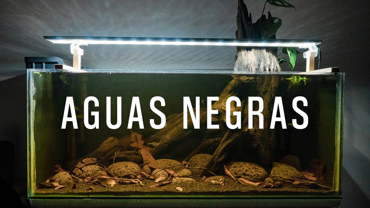 Acuario de Aguas Negras - Biotopo - Gourami Samurai