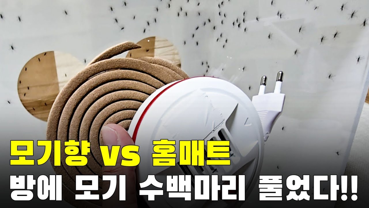 모기향 홈매트 효과 비교해 보았습니다 방에 모기 수백마리 풀었다