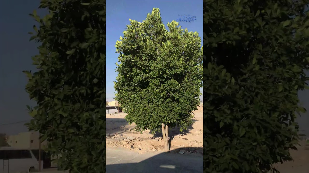 ادق قبلة في #الزرقاء