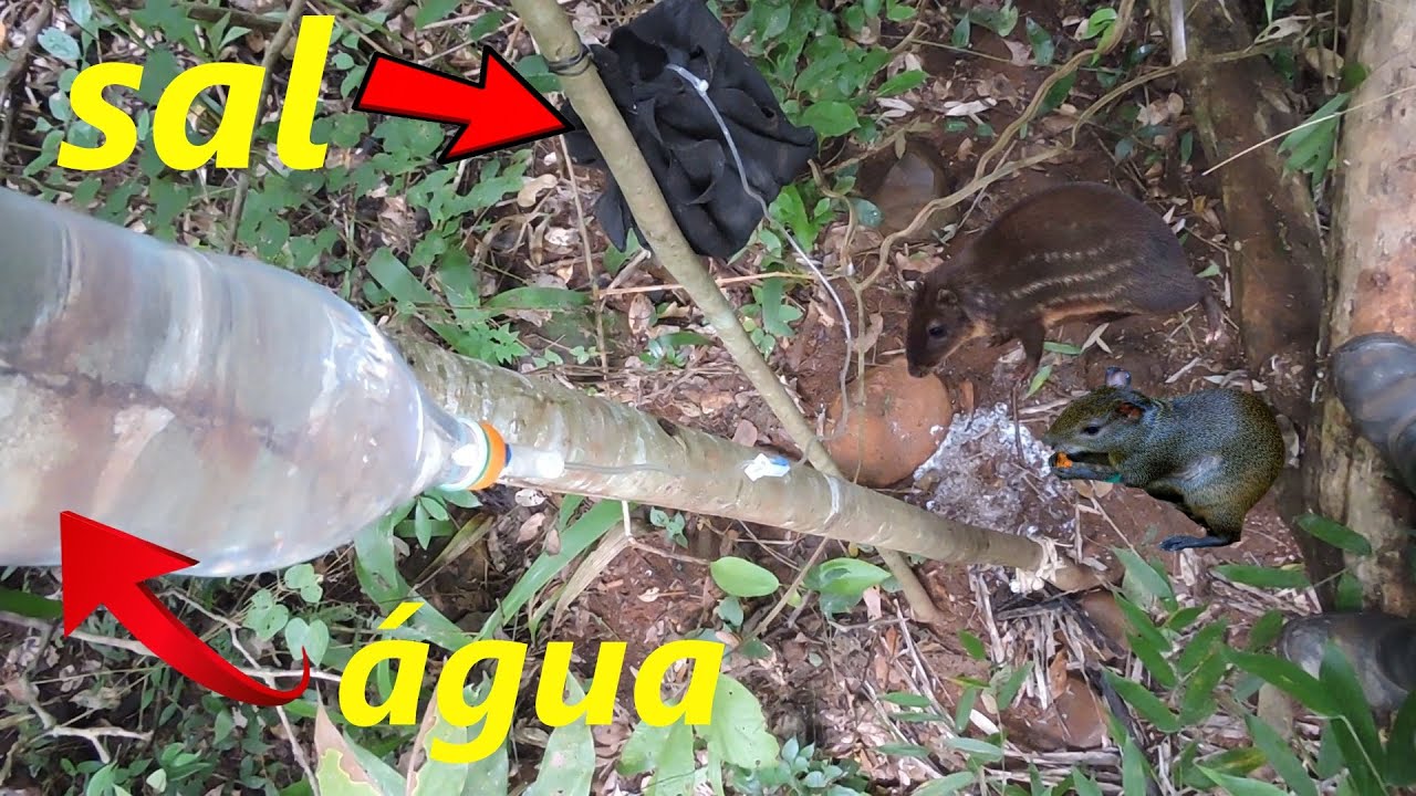 pingador de sal jeito mais pratico de fazer, lambedor de sal bem fácil e rápido