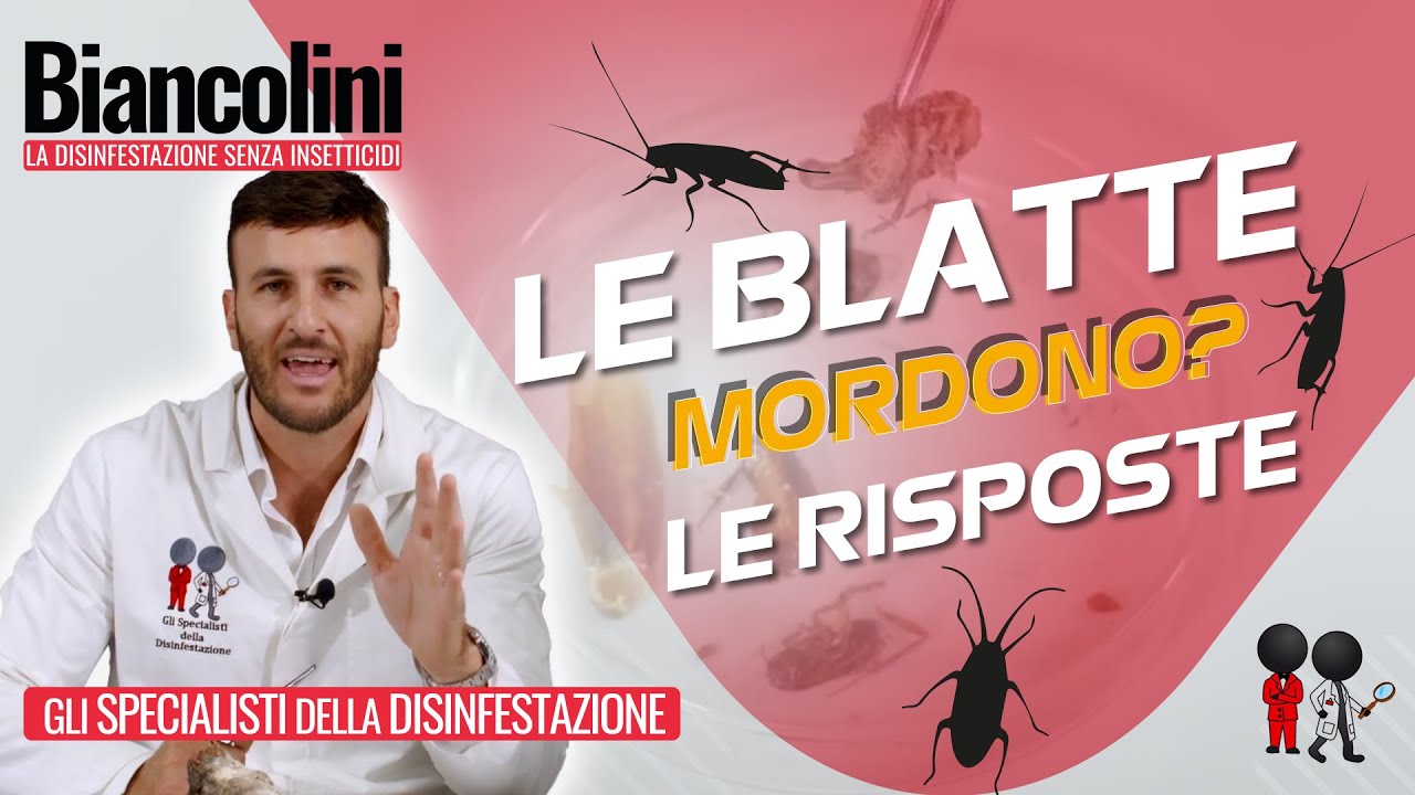 ⚠️​🪳​Le blatte mordono? Ecco le risposte alle vostre domande