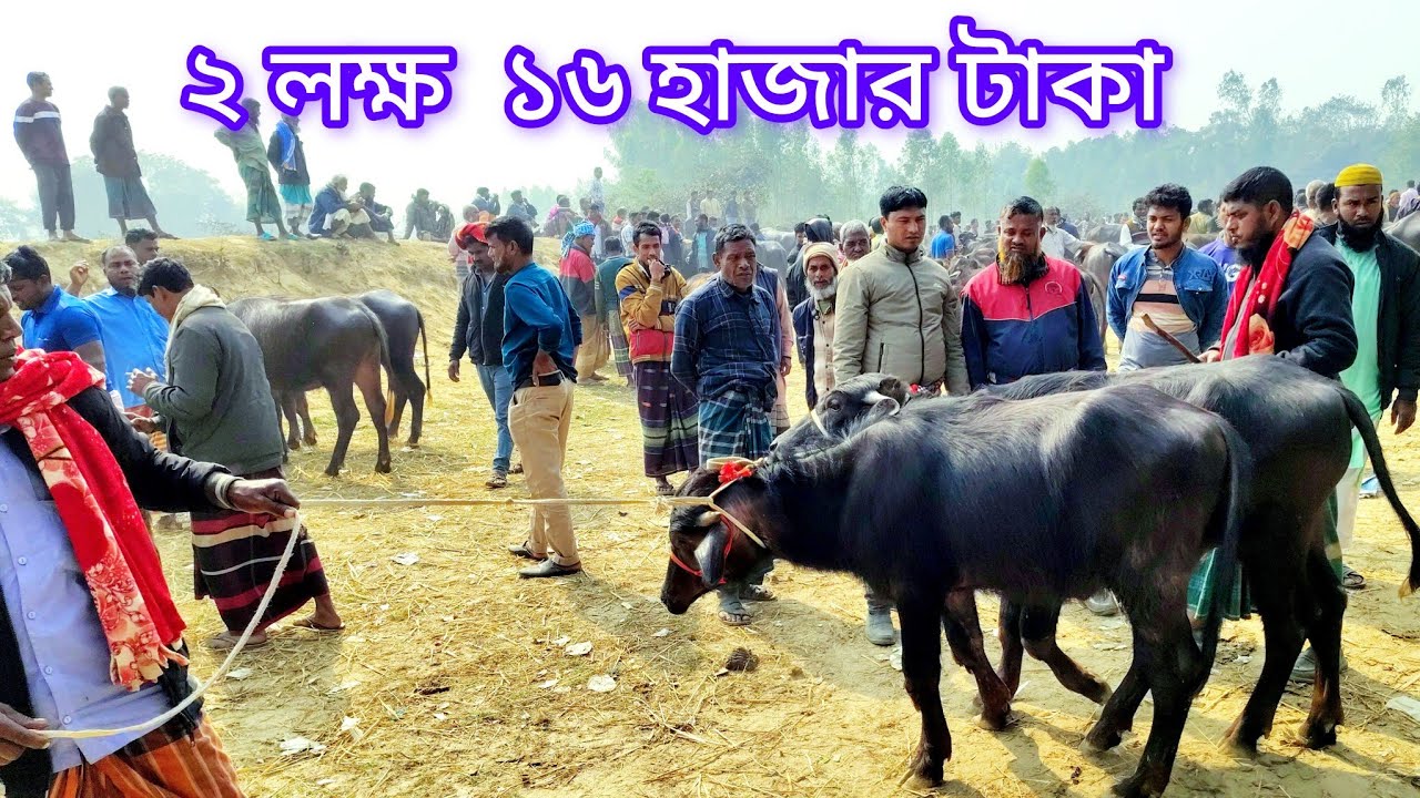 চমৎকার একজোড়া মহিষের বাছুর বিক্রি হলো দুই লক্ষ্য ষোল হাজার টাকায় || kaharol mohisher hat 