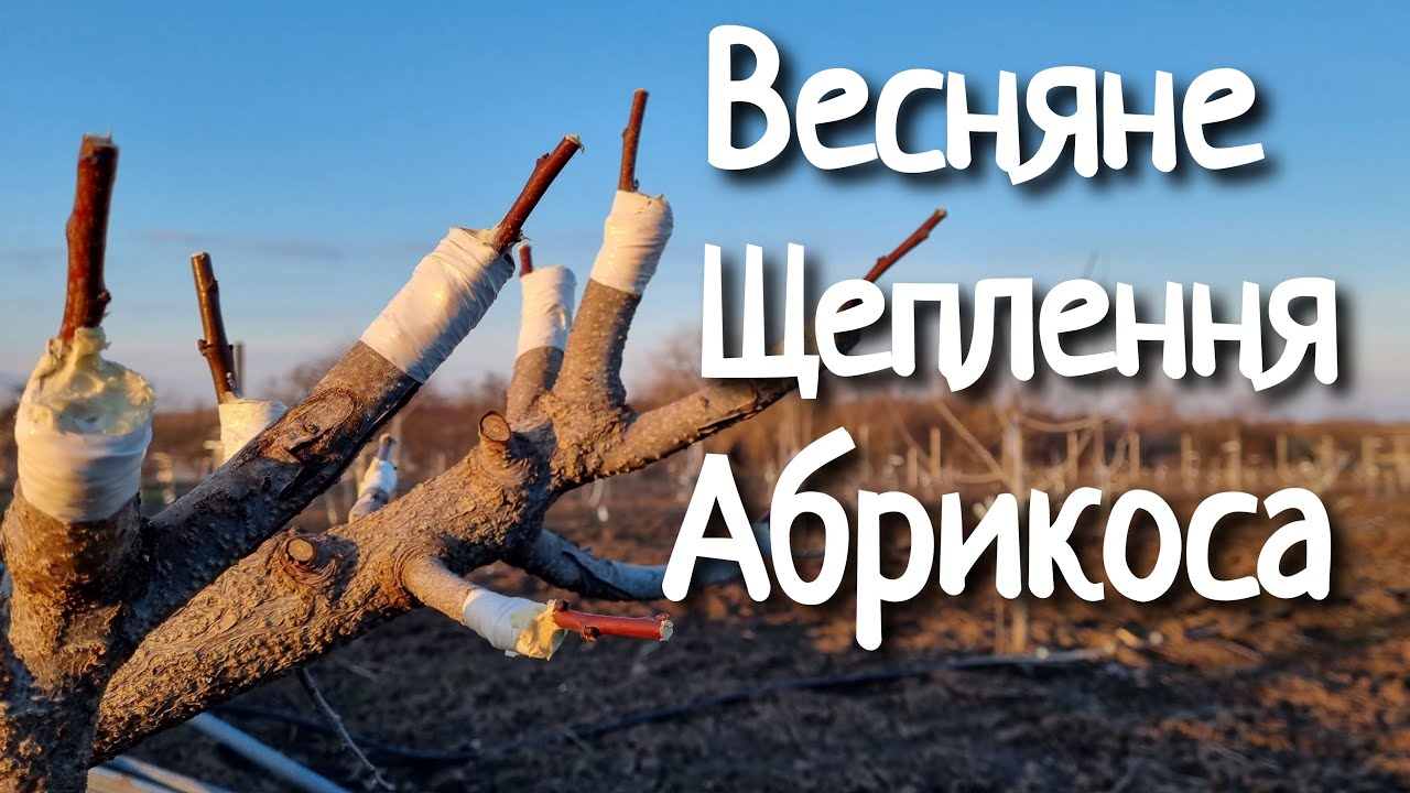 Щеплення абрикоса весною. Копуліровка в приклад.