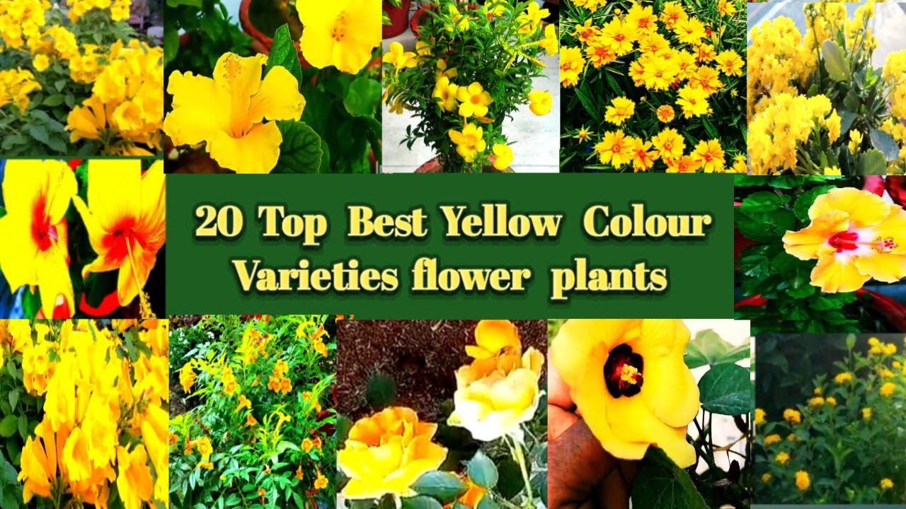 20 Yellow Colour Flowering Plants ll Yellow Varieties Permanent flower plants