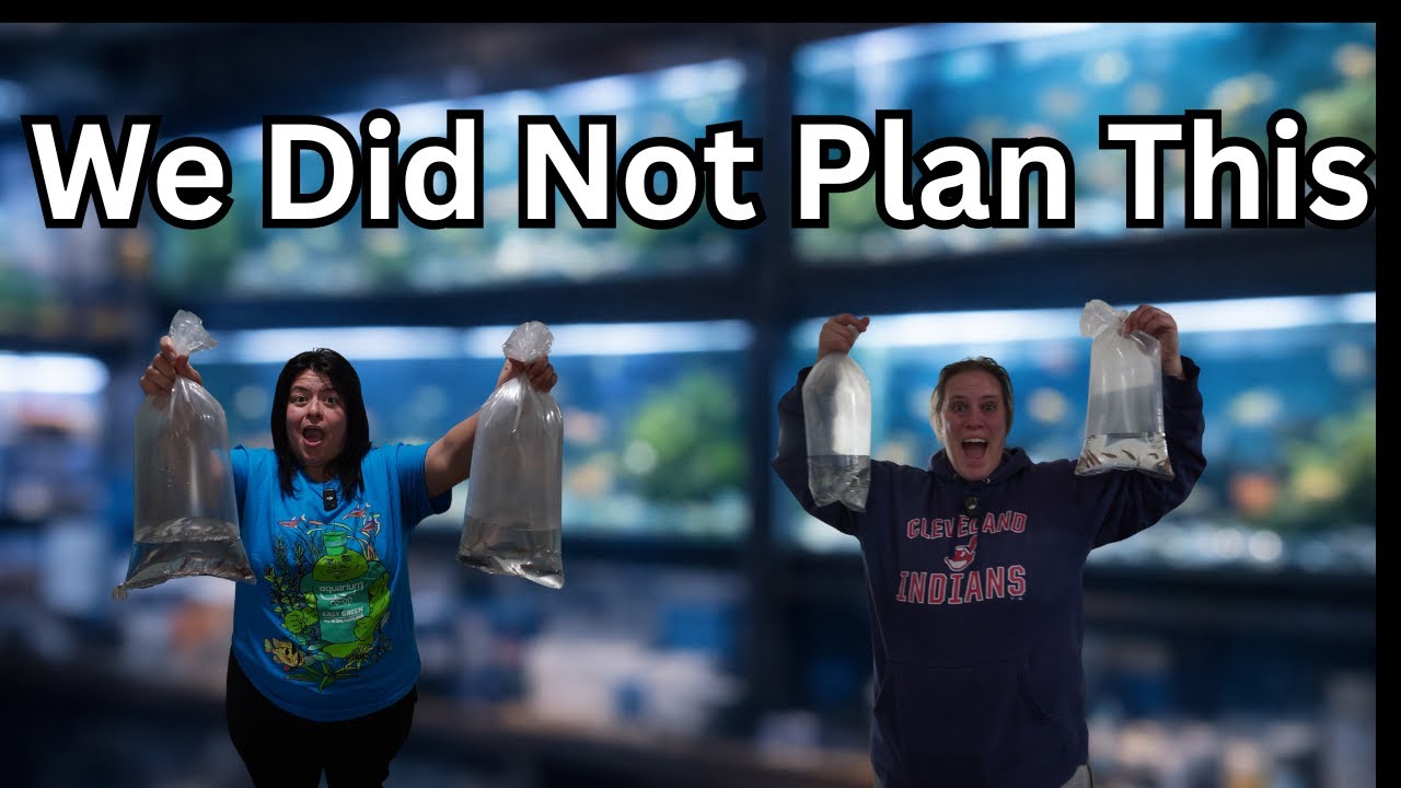 Snowy fish store run, sick betta rescue mission