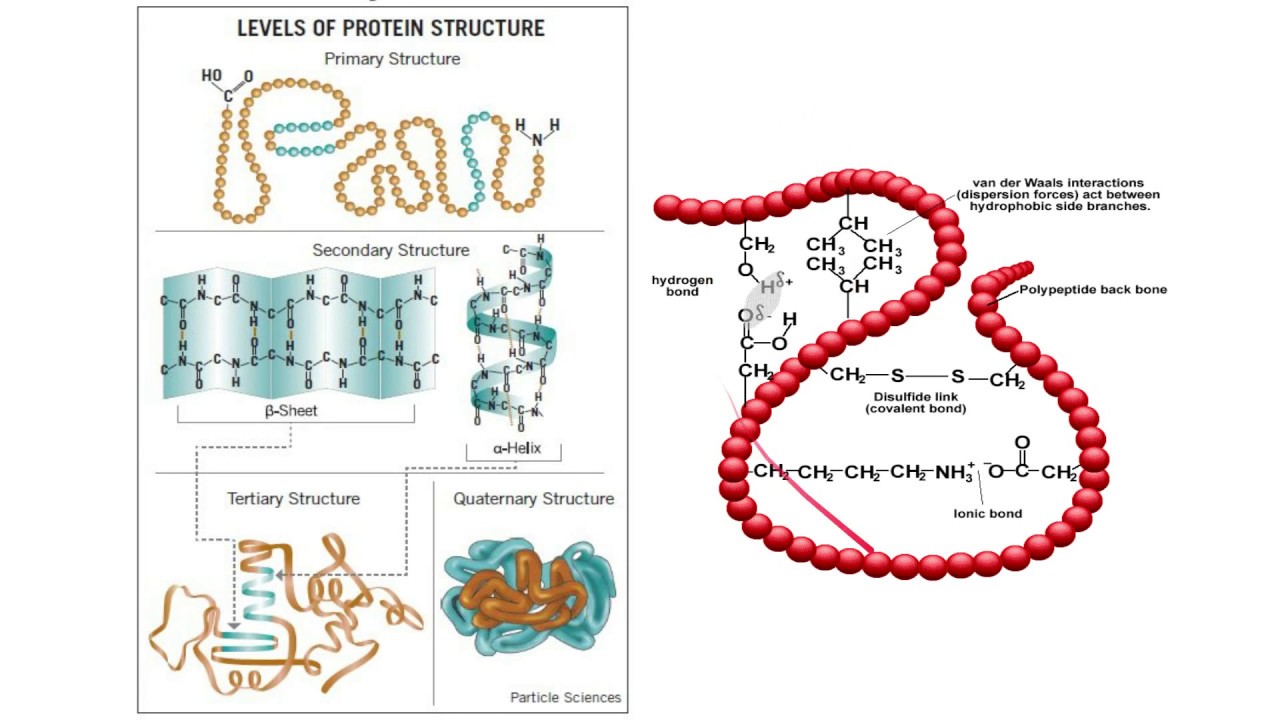 Proteins AQA A Level Biology