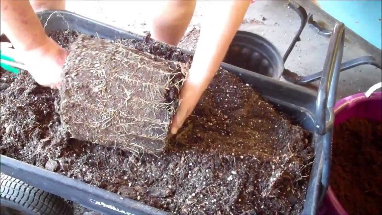 How to Re-pot Plumerias