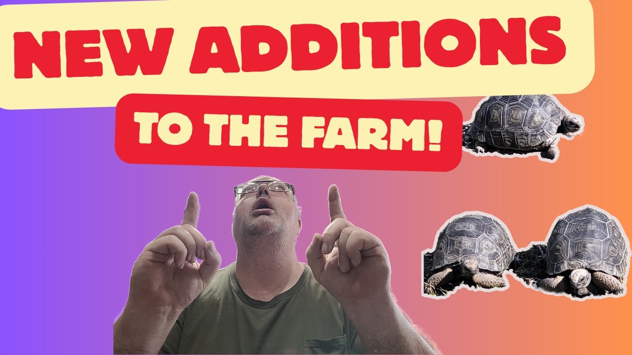 Introducing my new  Aldabras from @SamsGiantTortoiseFarm