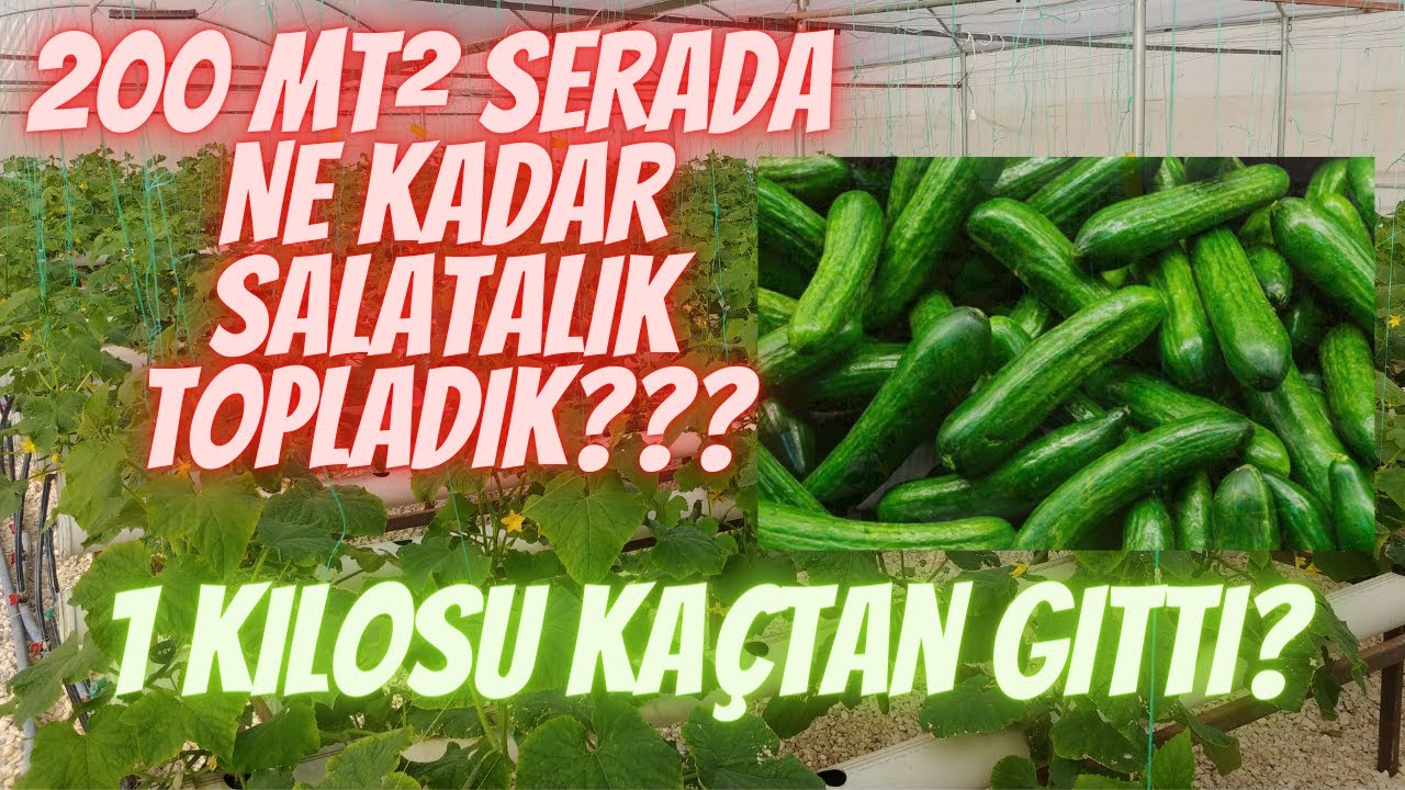 TOPRAKSIZ SALATALIK YETİŞTİRİCİLİĞİNDE NE KADAR VERİM ALDIK ?