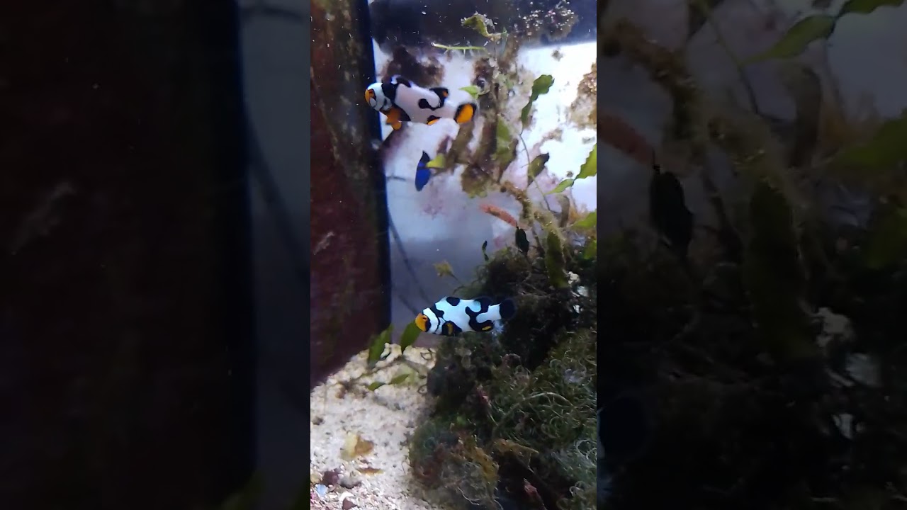 refugio de macro algas