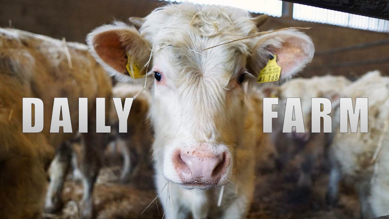 DAILY FARM #1 |   Einstreuen mit Lucas G Castor 30R & Deutz 4506  #Landwirtschaft