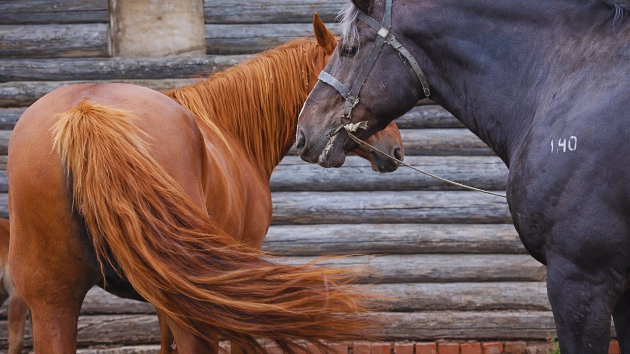 Horse First Time Meeting full video ।  Новая Кобылица в гостях у жеребца