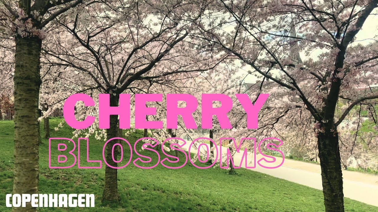 Cherry Blossoms