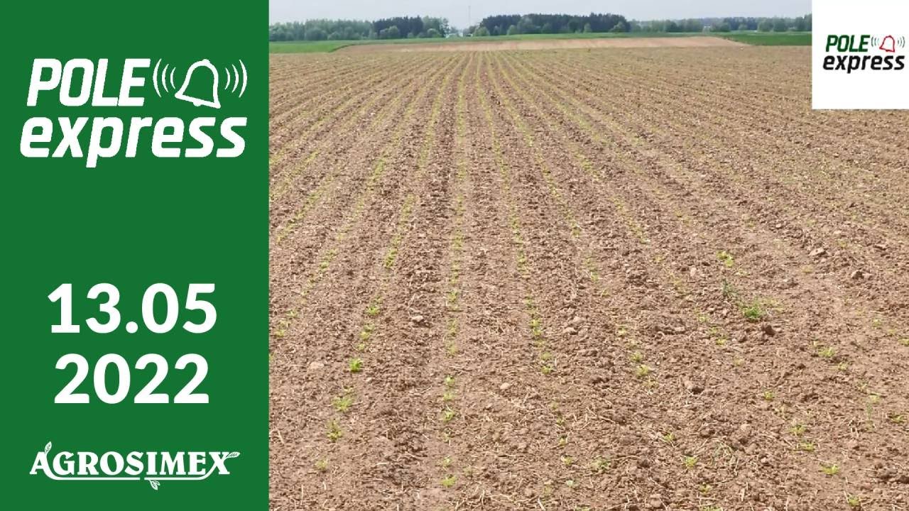Skuteczne zwalczanie chwastów w uprawie buraka cukrowego - POLE express Agrosimex