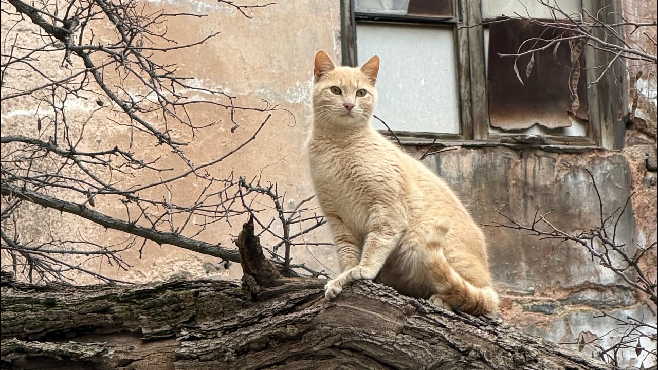 Cat Rescue Attempt in Istanbul, Turkey 