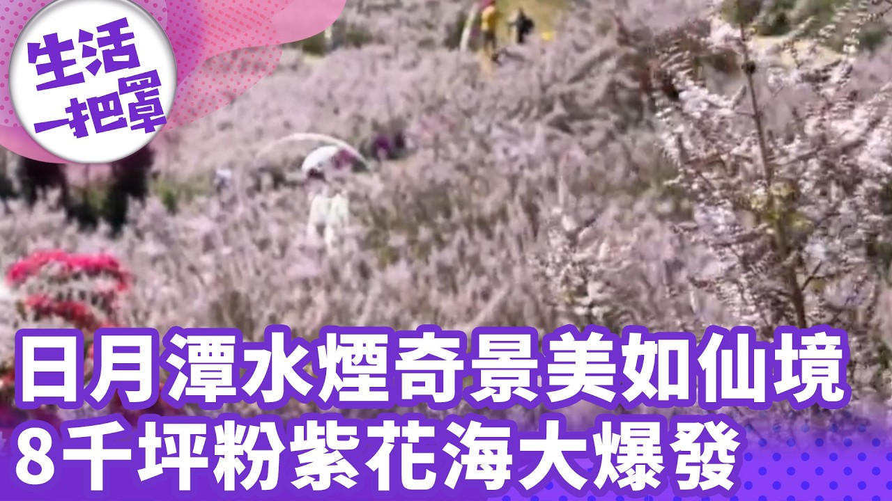 《生活一把罩》日月潭水煙奇景美如仙境 8千坪粉紫花海大爆發