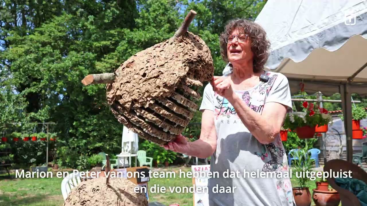 De strijd tegen de Aziatische hoornaar in Zeeuws-Vlaanderen