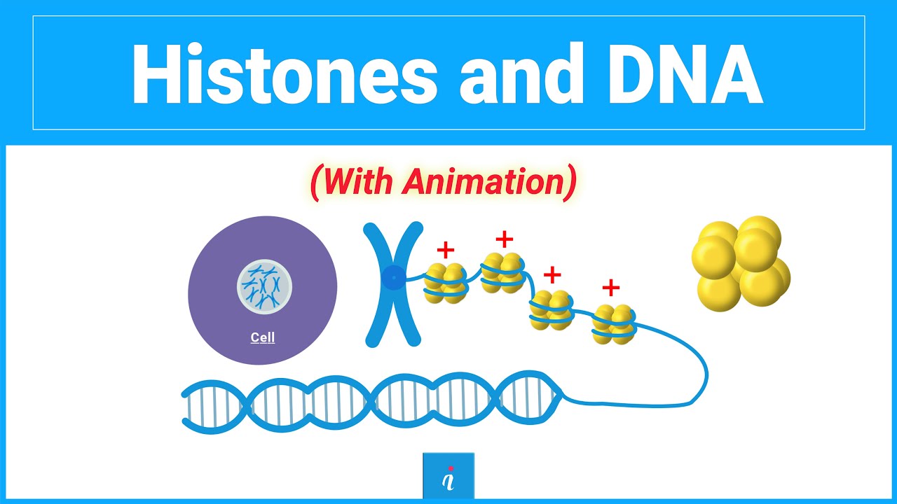 Histones | DNA and Histones (Animation)