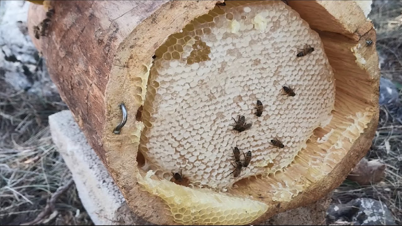 YENİ YAYLA BAL SAĞIMI (GEYİK DAĞLARI)