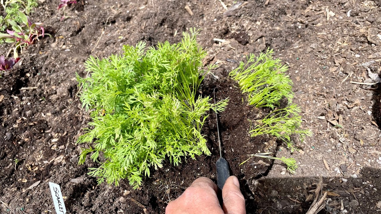 Transplanting root crop seedlings (carrots and beets) from milk jugs into the garden. #wintersowing