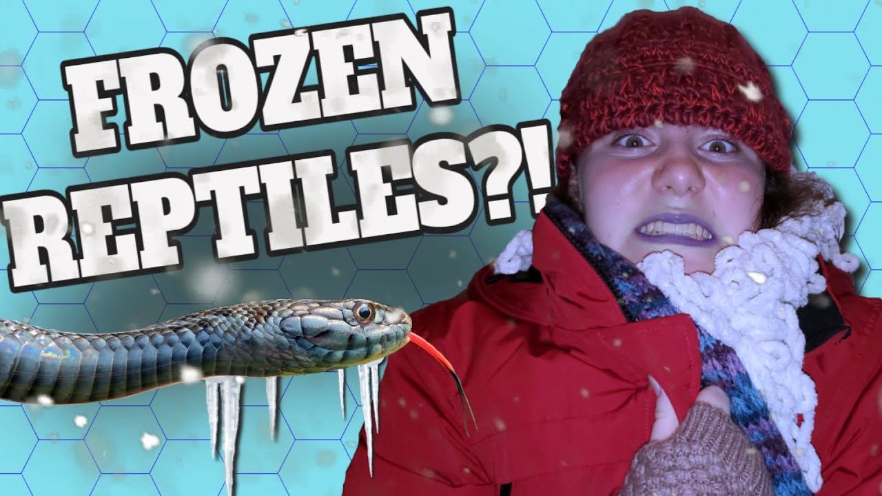 Top 5 Coolest Cold Tolerant Reptiles!!  #nurtureallnature