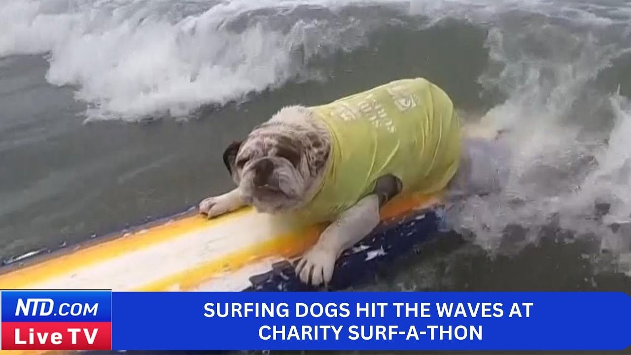 Surfing dogs Hit the Waves at Charity Surf-a-Thon