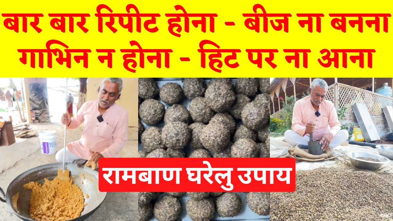 गिर गाय का बार बार रिपीट होना कैसे रोके ?
