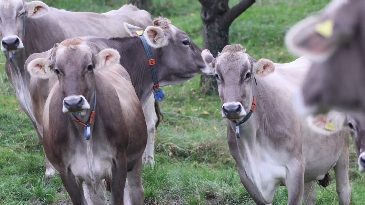 You Won't Believe What Cows Do When They Think Nobody's Watching