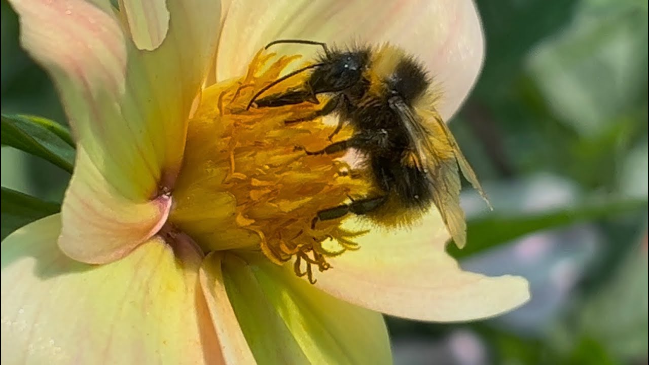Bumblebee on Stunning Lemon Lavender Dahlia Flower 