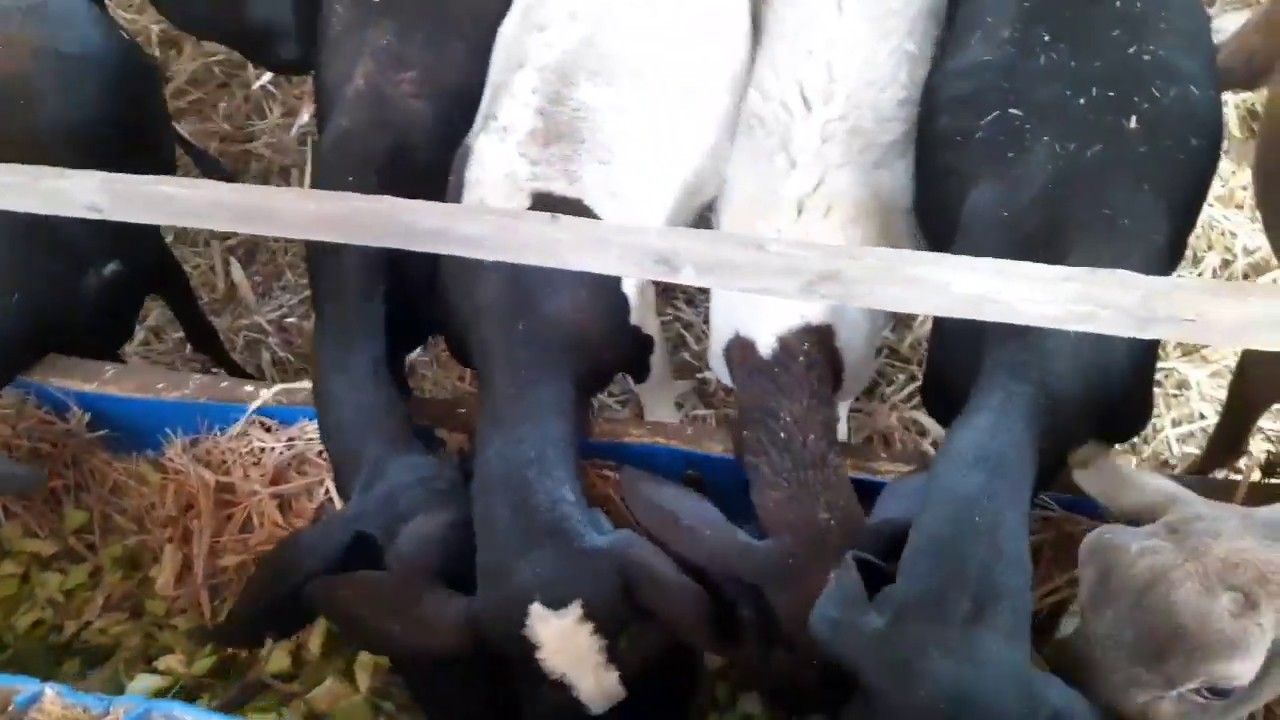Como fazer farelo de batata doce e mandioca e mostrando as ovelhas em confinamento