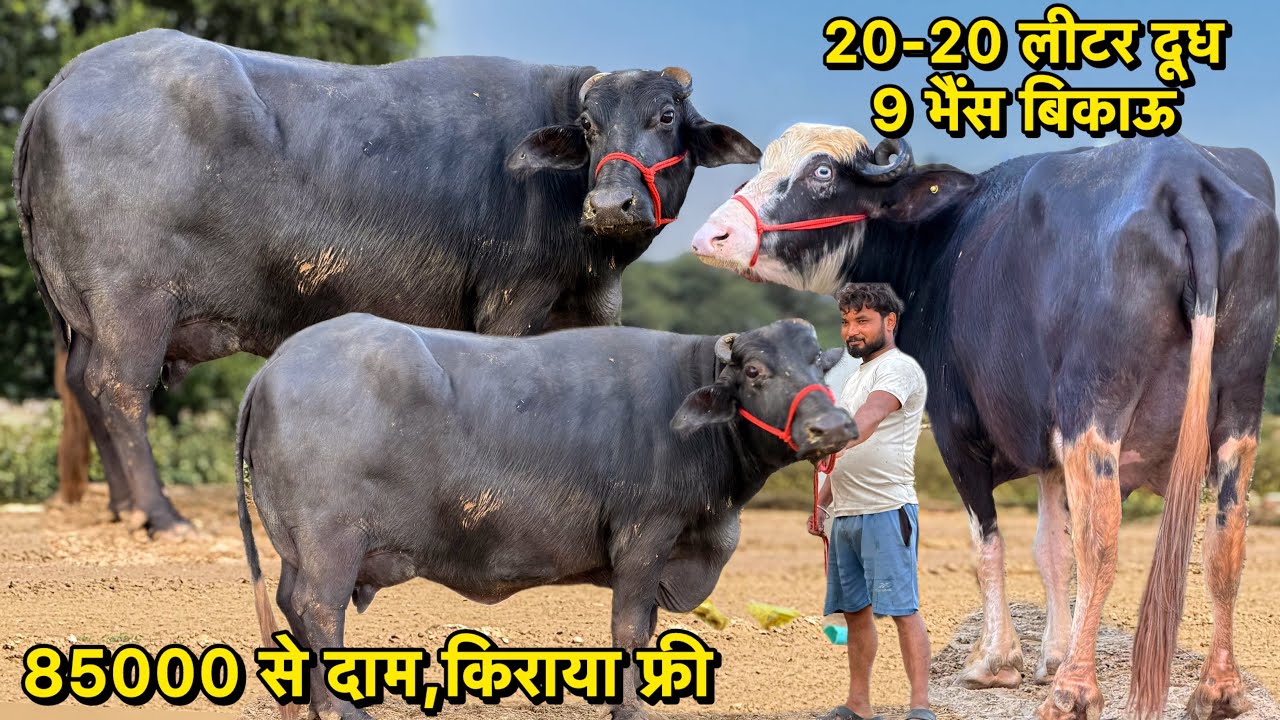 85000 में ख़रीदो टॉप की भैंस,किराया फ्री,20-20 लीटर दूध👌9 भैंस बिकाऊ👌Top Buffallo For Sale