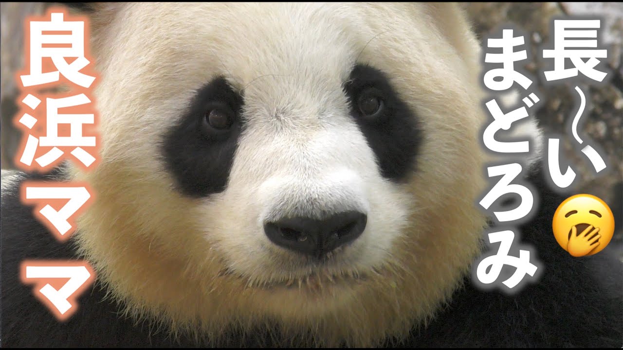 【フリーズするパンダ】良浜ママの長〜いまどろみ🥱＆たけのこタイム【どアップ多め】Giant Panda -Rauhin-