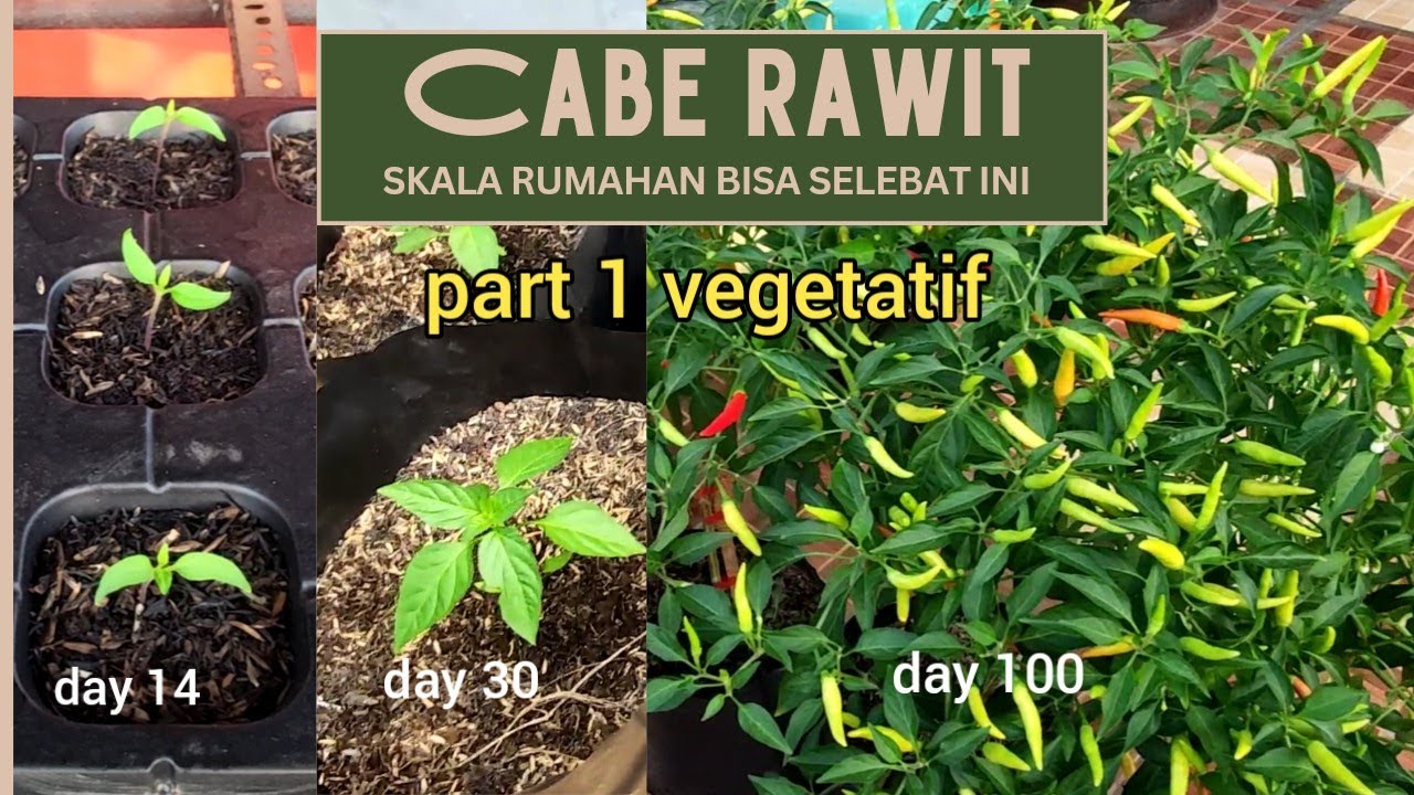 Part 1 Cabe rawit dalam pot | rawit bhaskara | skala hobby rumahan | masa vegetatif