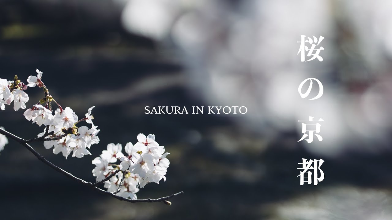 桜の京都｜淀水路河津桜、円山公園、鴨川、高瀨川、大石神社、本滿寺、醍醐寺、祇園白川