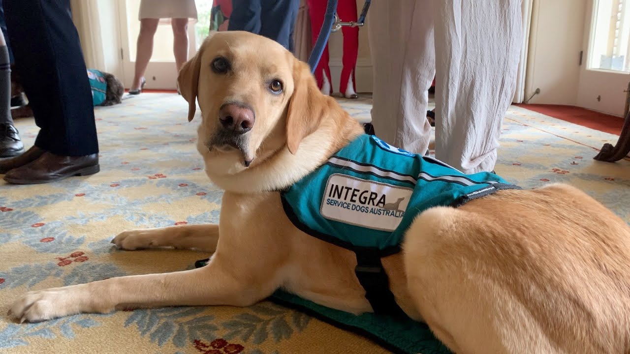 Innovative tool for matching assistance dogs with former military and first responders