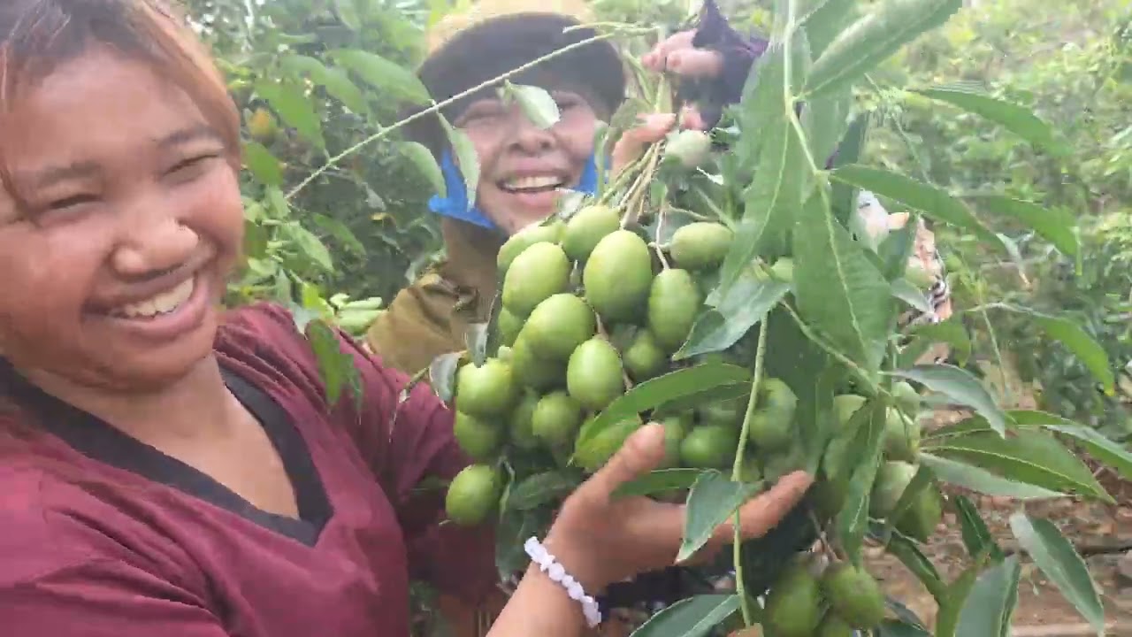 ជីវិតអ្នកចំការ