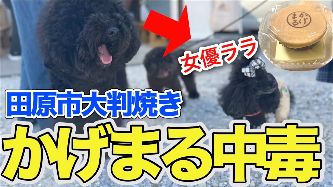 【中毒注意】今しかない！駆け込んだら女優に遭遇した件w【かげまる田原市】