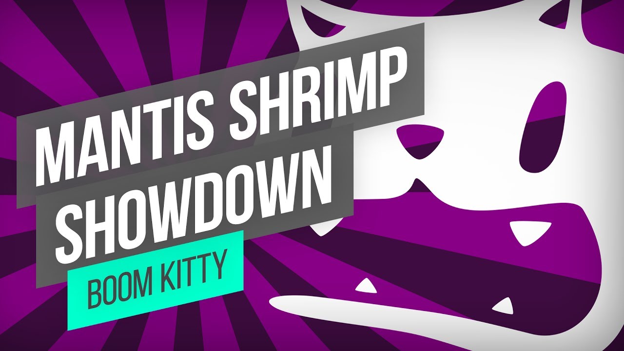 Boom Kitty - Mantis Shrimp Showdown