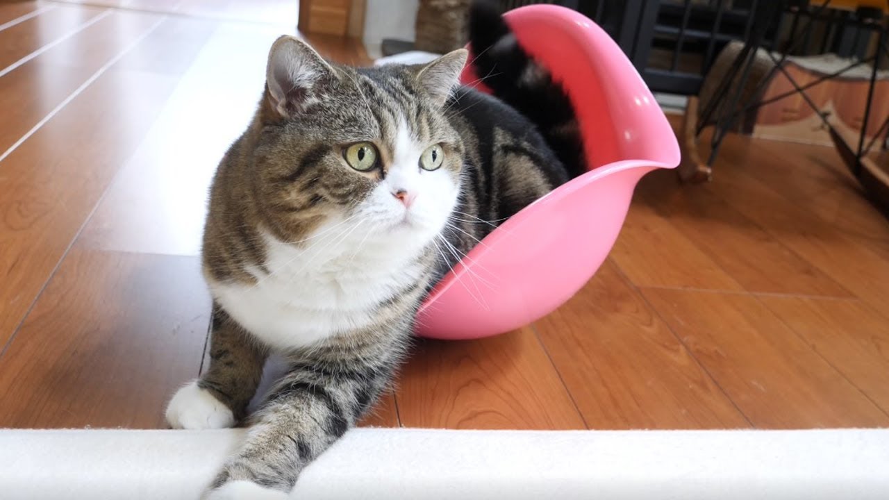 久しぶりのゆらゆらで寛げないねこ。 -By wobble after a long absence, Maru can't relax.-