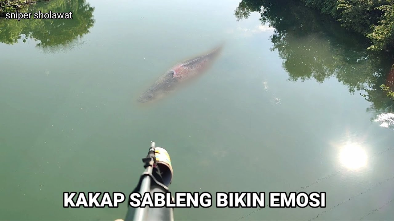 KAKAP SABLENG, BIKIN EMOSI 2 PEMASER