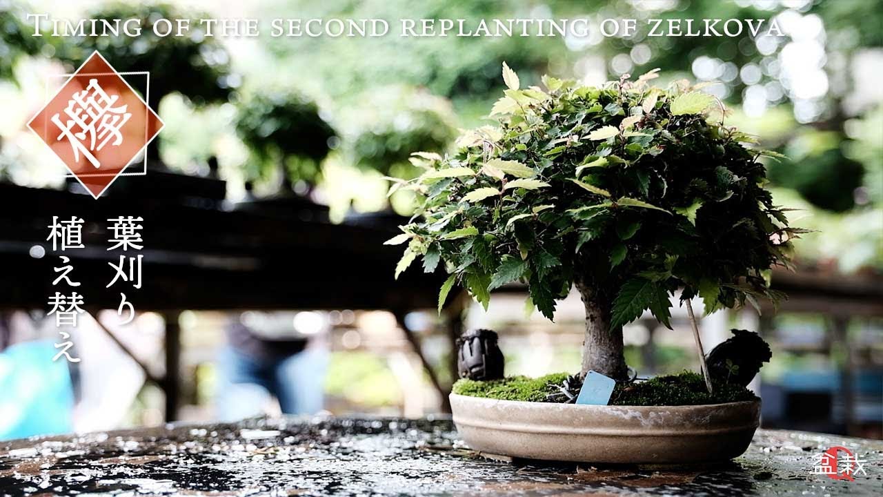 【欅】葉刈りと植え替えを同時に？ケヤキの2度目の植え替えのタイミング【盆栽Q】
