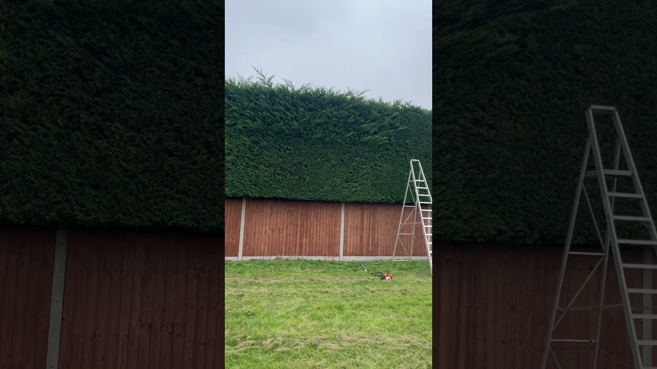 How much will you charge to cut this hedge in half? #stihl #hedgecutting #gardening #uk #shorts