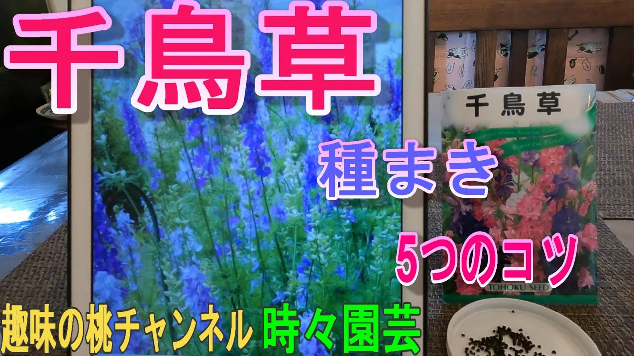 【千鳥草】種まき　5つのコツ　23/11/28